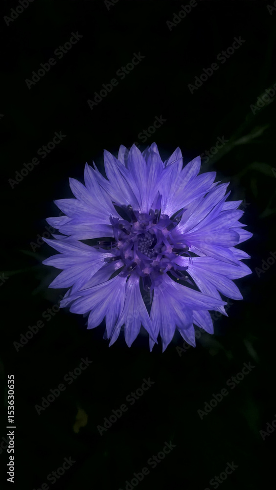blue cornflower-hess