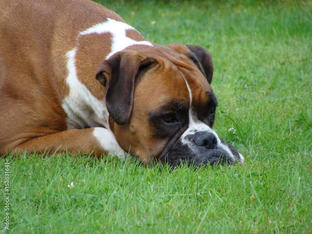 Cute adult red german Boxer Face Portrait - head on gras, laying outside, looking bored