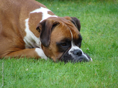Cute adult red german Boxer Face Portrait - head on gras, laying outside, looking bored © Art Elysia