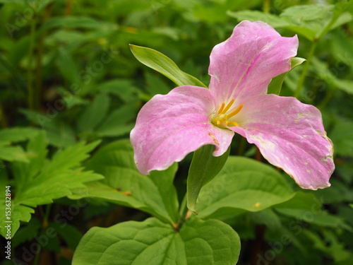 Single Light Purple Trillium
