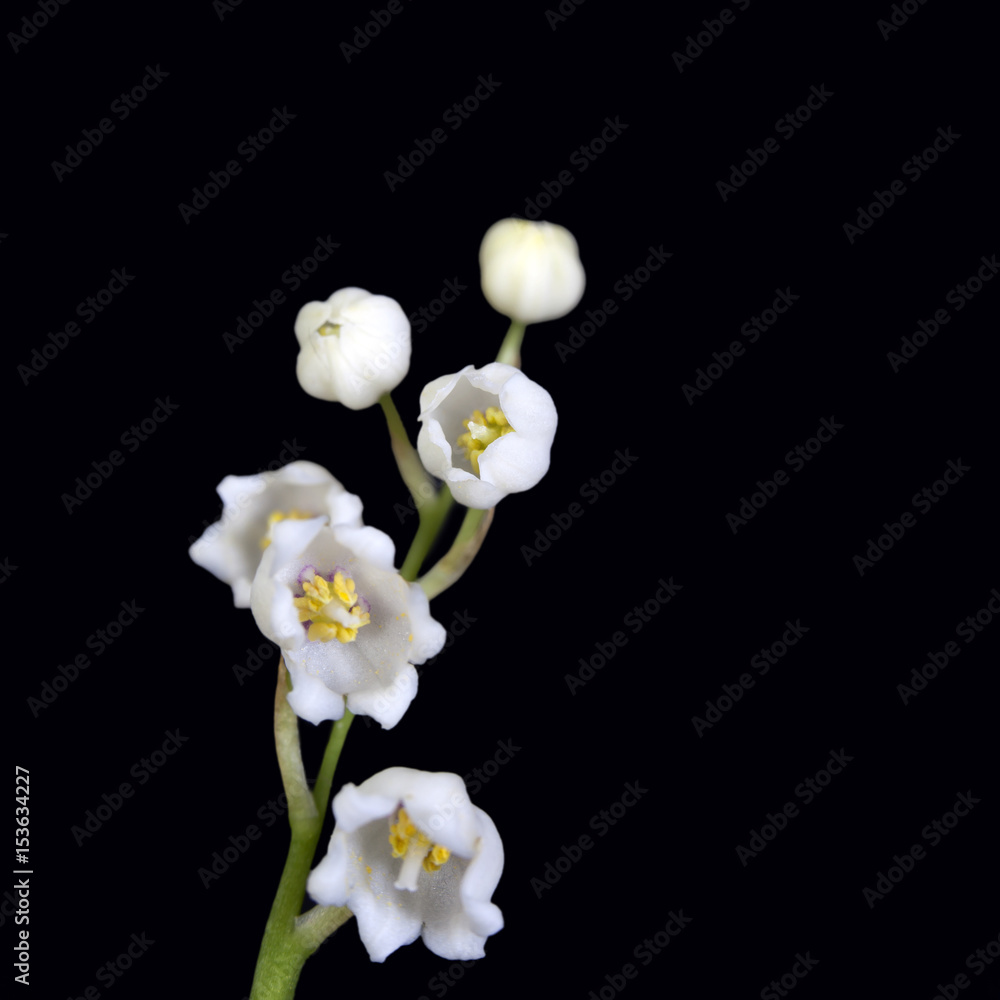 Obraz premium Convallaria majalis, LILY OF THE VALLEY, BLACK BACKGROUND