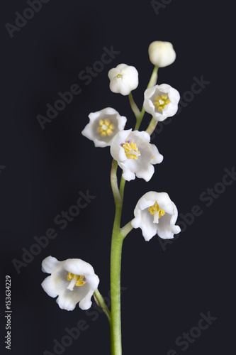 Convallaria majalis, LILY OF THE VALLEY, BLACK BACKGROUND