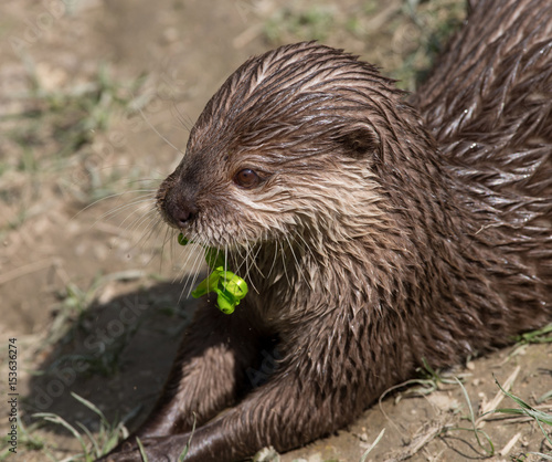 Otter