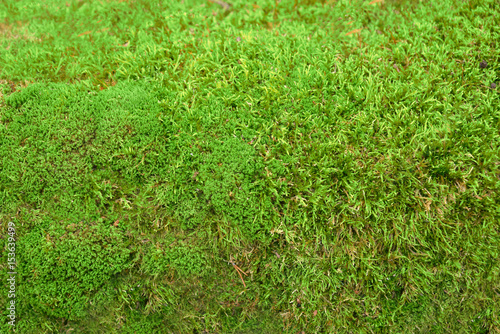 Green Moss background texture