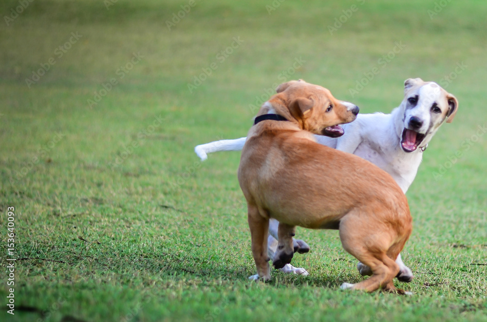 two thai dogs playing in green meadow two thai dogs playing in green meadow