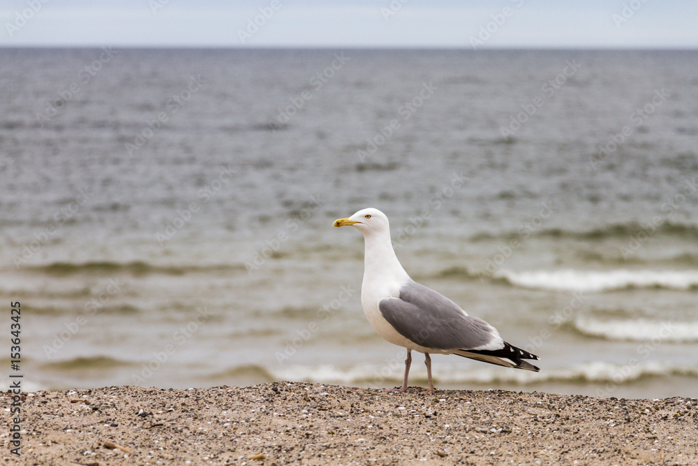 Mewa na plaży w pochmurny dzień