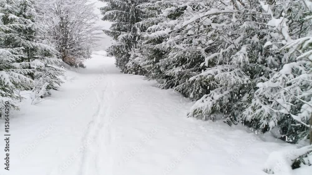 Winter Carpathian fir tree in the snow.