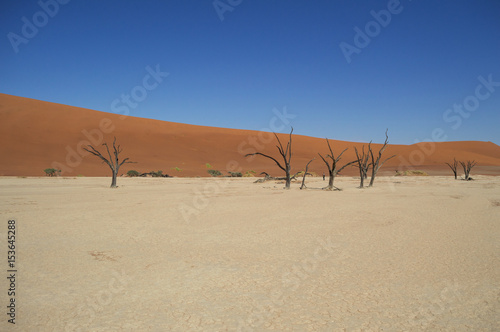 Sossusvlei Salt Pan Desert Landscape with Dead Trees  Namibia