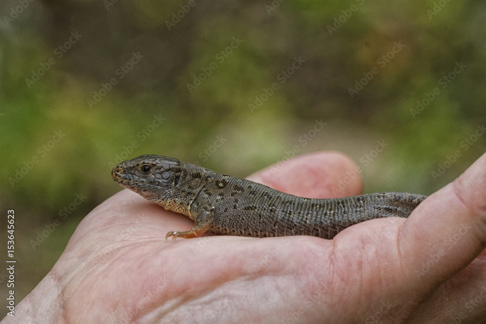 Lizard (Lacerta agilis) on people hand Lizard (Lacerta agilis) on people hand