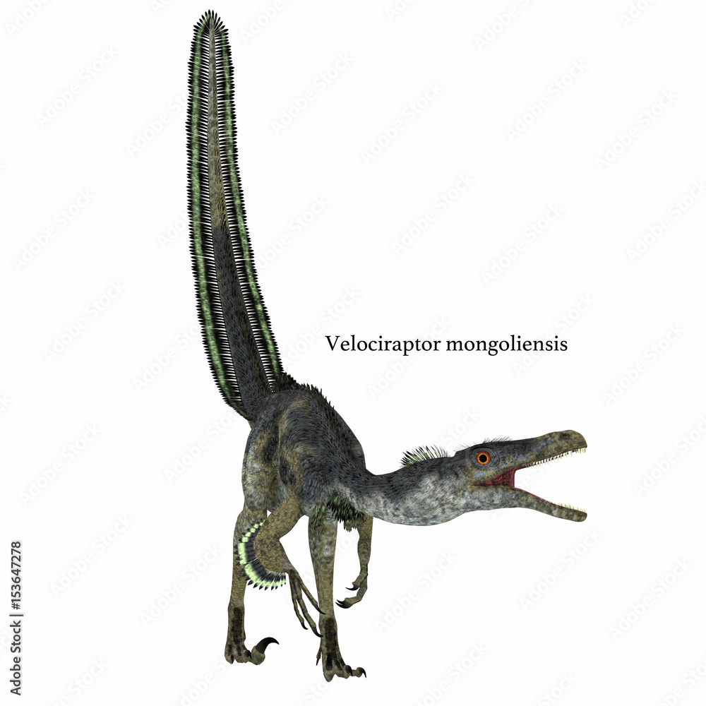 Velociraptor Dinosaur on White - Velociraptor was a carnivorous theropod dinosaur that lived in Mongolia, China in the Cretaceous Period. Velociraptor Dinosaur on White - Velociraptor was a carnivorous theropod dinosaur that lived in Mongolia, China in the Cretaceous Period.