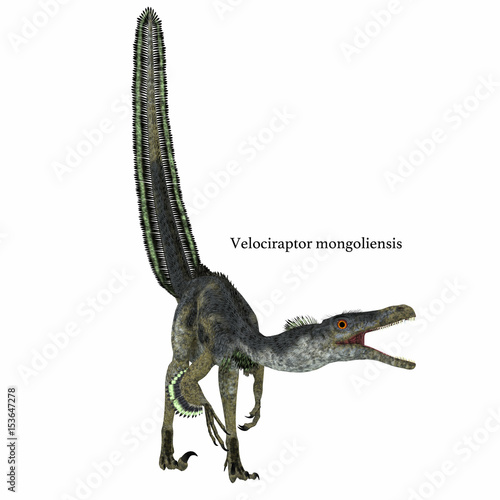Velociraptor Dinosaur on White - Velociraptor was a carnivorous theropod dinosaur that lived in Mongolia  China in the Cretaceous Period.