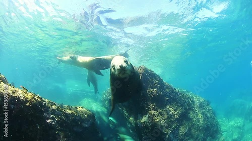 Sea Lions