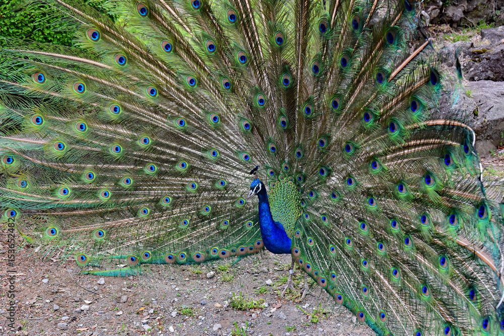 Obraz premium インドクジャク