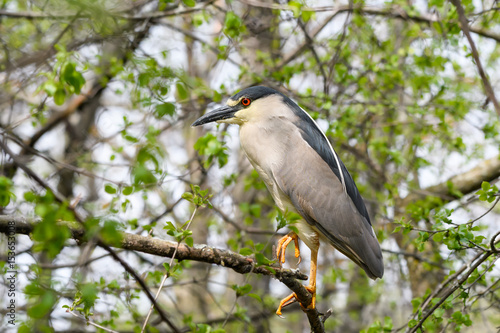 Black-crowned Night Heron Perched in Trees