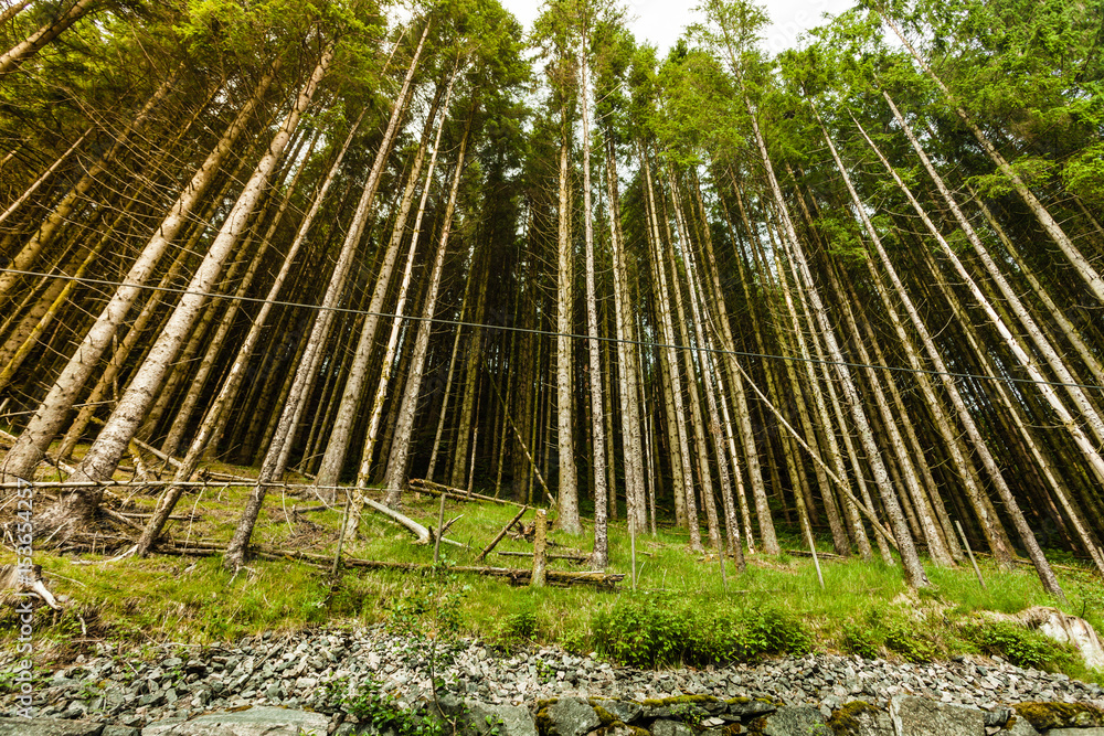 Bottom shot of high pine trees in forest Bottom shot of high pine trees in forest