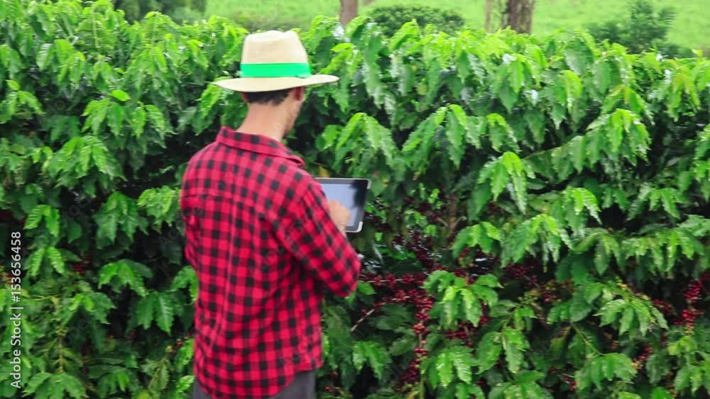 Farmer using digital tablet computer and examining cultivated coffee field plantation. Modern technology application in agricultural growing activity. Concept Image.
