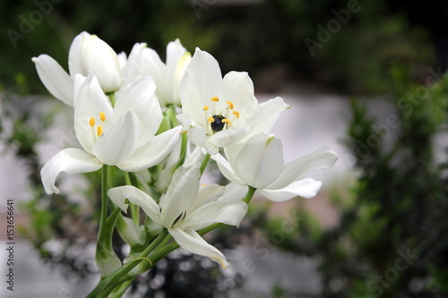 Fototapeta Naklejka Na Ścianę i Meble -  Beautiful white lilies with focus on yellow stamens