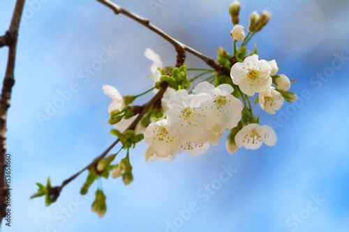 White blossoming cherry inflorenscens © tartalja