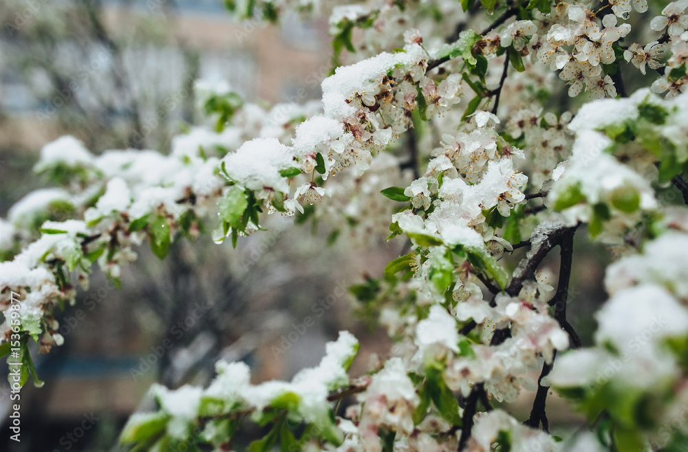 Fresh snow on the blossoming cherry tree. Weather anomalies. Freezing in the spring. Central Europe. Poor harvest. Fresh snow on the blossoming cherry tree. Weather anomalies. Freezing in the spring. Central Europe. Poor harvest.