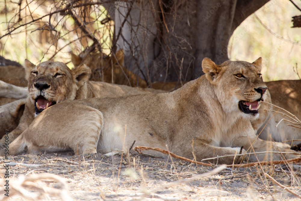 Fototapeta premium Lion - Okavango Delta - Moremi N.P.