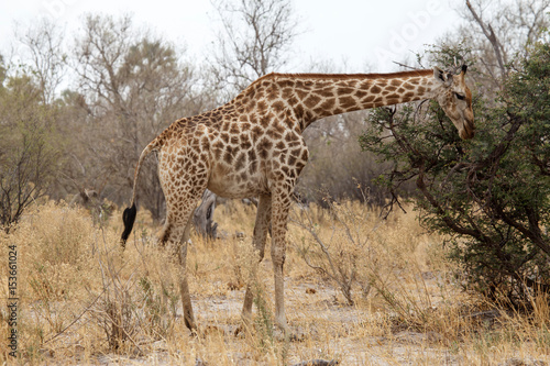 Giraffe at Okavango Delta - Moremi N.P.