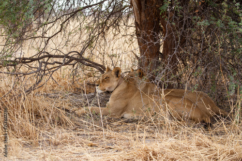 Lion - Okavango Delta - Moremi N.P.