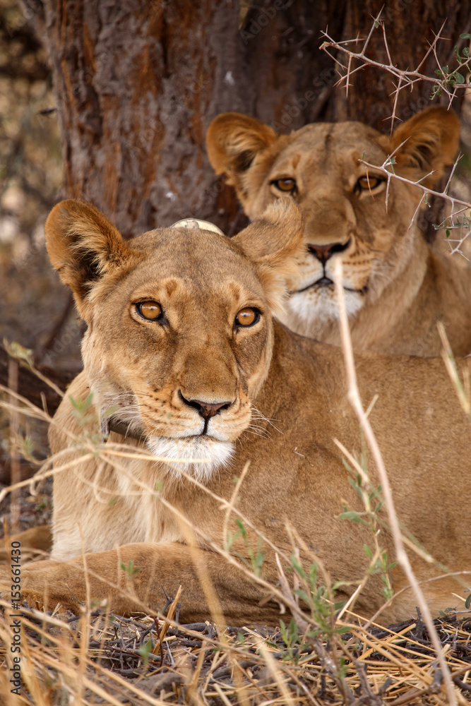 Lion Wearing Radio Collar - Okavango Delta - Moremi N.P. Lion Wearing Radio Collar - Okavango Delta - Moremi N.P.