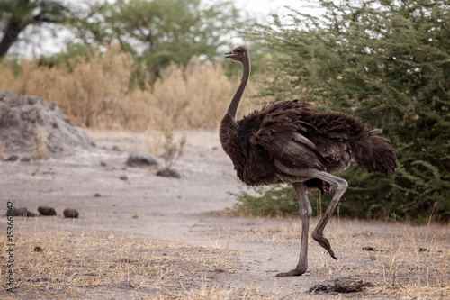 Ostrich - Okavango Delta - Moremi N.P.