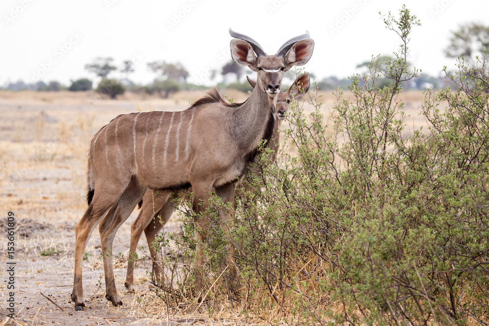 Kudu - Okavango Delta - Moremi N.P. Kudu - Okavango Delta - Moremi N.P.