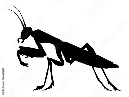 mantis