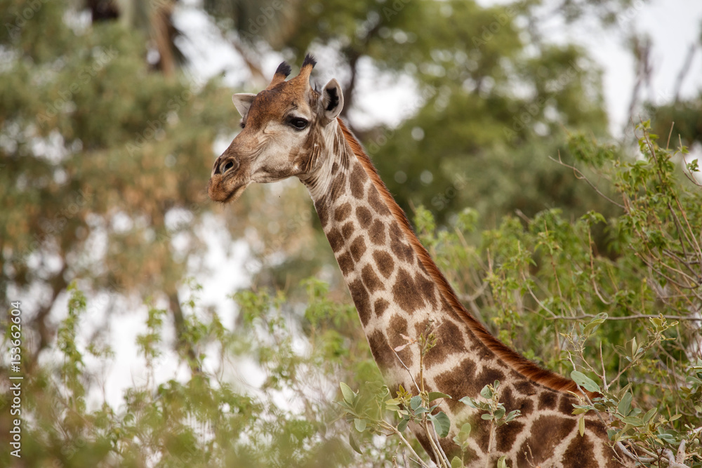 Giraffe at Okavango Delta - Moremi N.P. Giraffe at Okavango Delta - Moremi N.P.