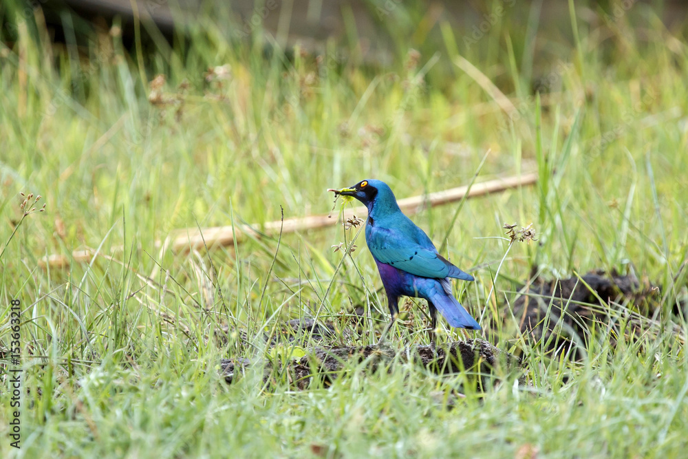 Obraz premium Okavango Delta - Moremi N.P.