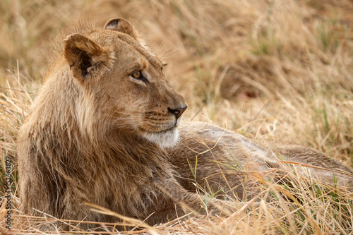 Lion - Okavango Delta - Moremi N.P.