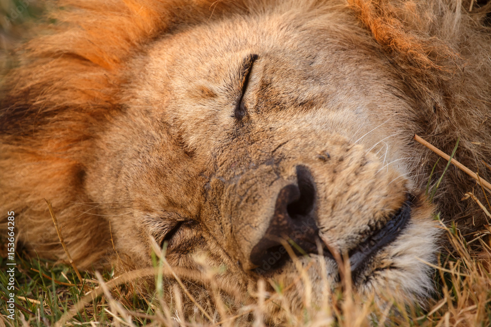 Naklejka premium Lion - Okavango Delta - Moremi N.P.