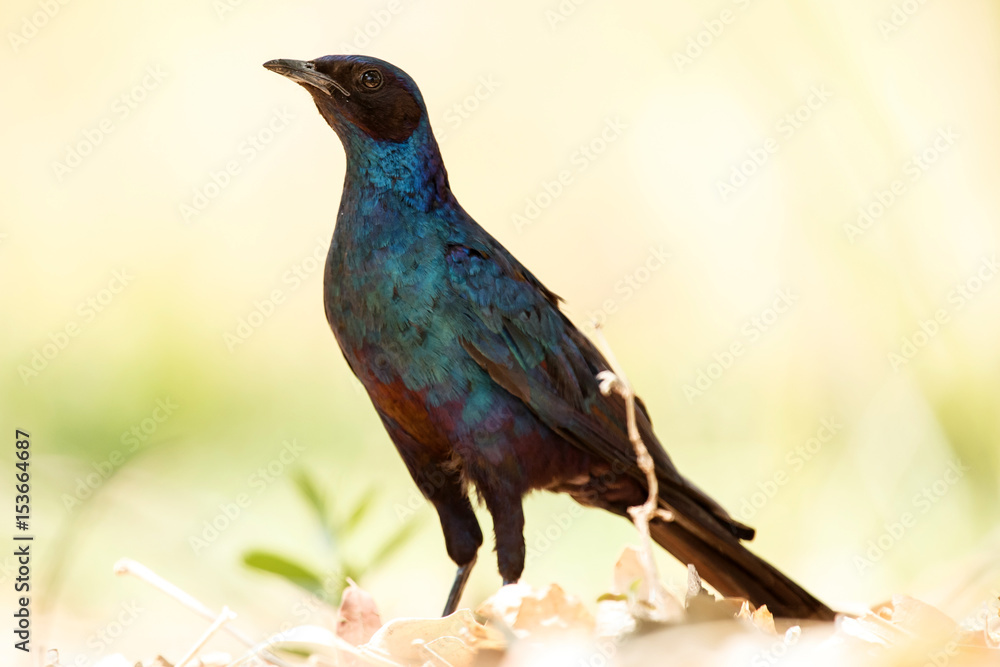 Meve's Longtailed Starling - Okavango Delta - Moremi N.P. Meve's Longtailed Starling - Okavango Delta - Moremi N.P.