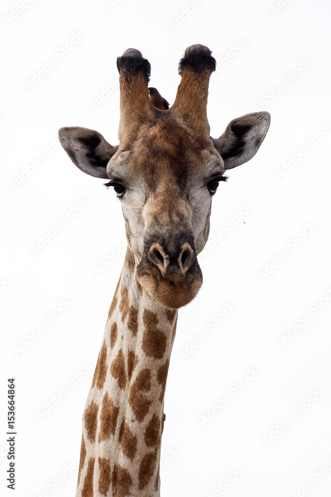 Obraz premium Giraffe at Okavango Delta - Moremi N.P.