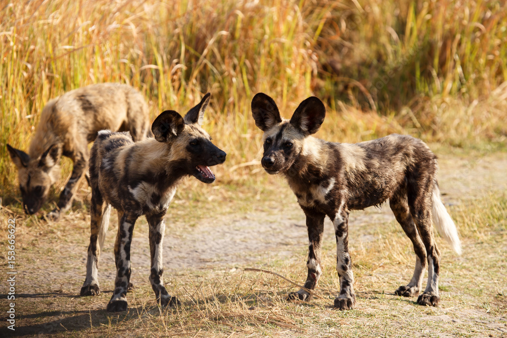 Fototapeta premium Wild Dog - Okavango Delta - Moremi N.P.