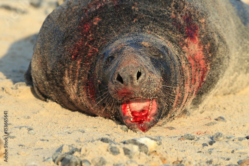 Gray Seal (Halichoerus grypus) Bulls Helgoland Germany photo