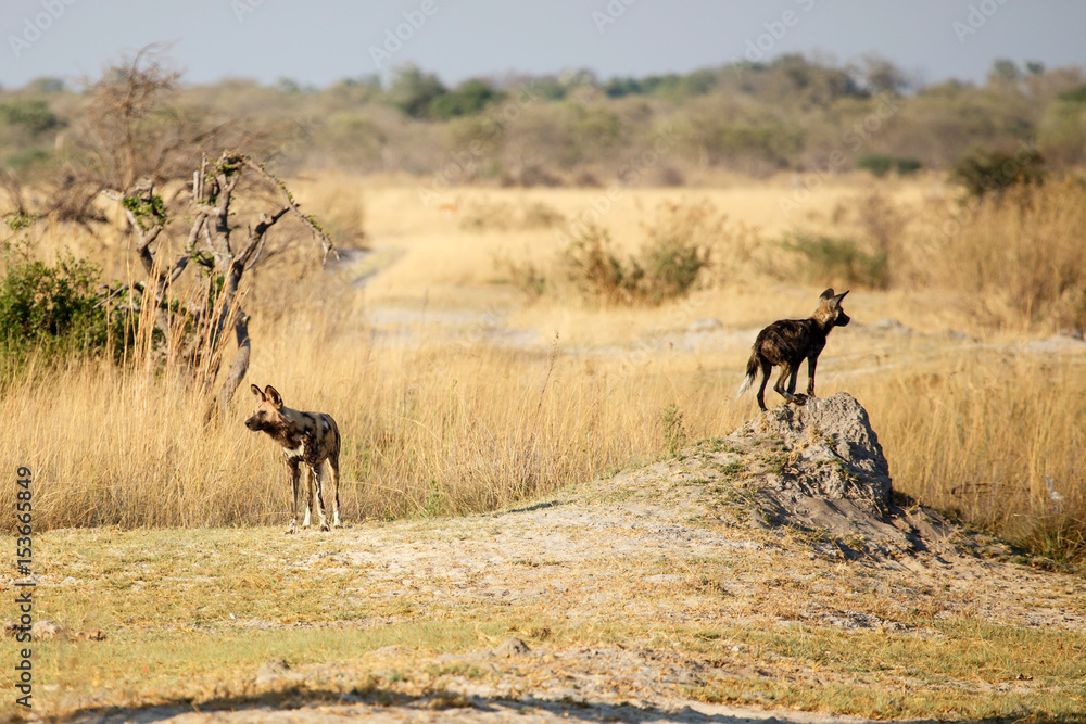 Wild Dog - Okavango Delta - Moremi N.P. Wild Dog - Okavango Delta - Moremi N.P.