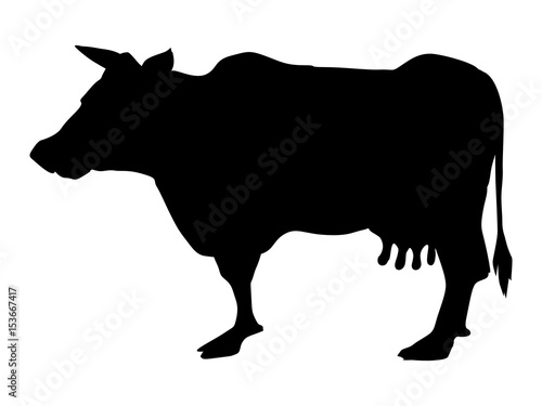 cow, domestic animal