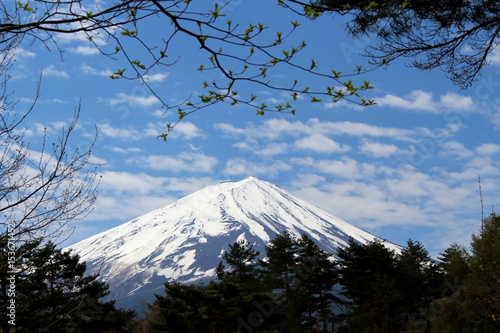 木々の間から富士山の絶景 The superb view which is Mt. Fuji during the trees.