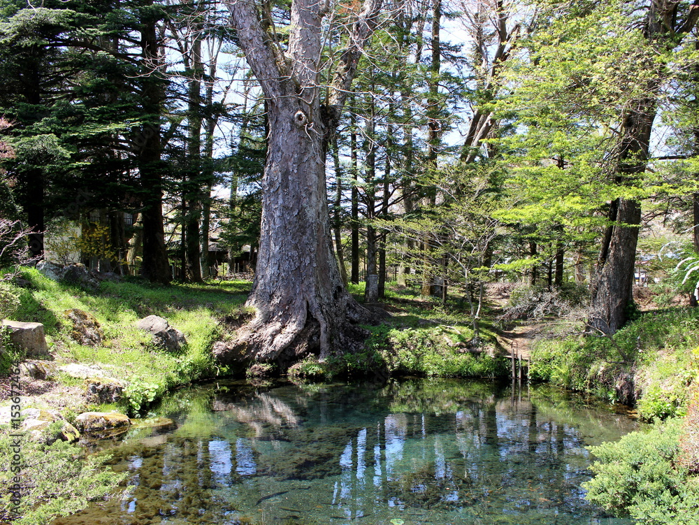 Japanese OSHINOHAKKAI! The pond where a forest was clear. Japanese OSHINOHAKKAI! The pond where a forest was clear.