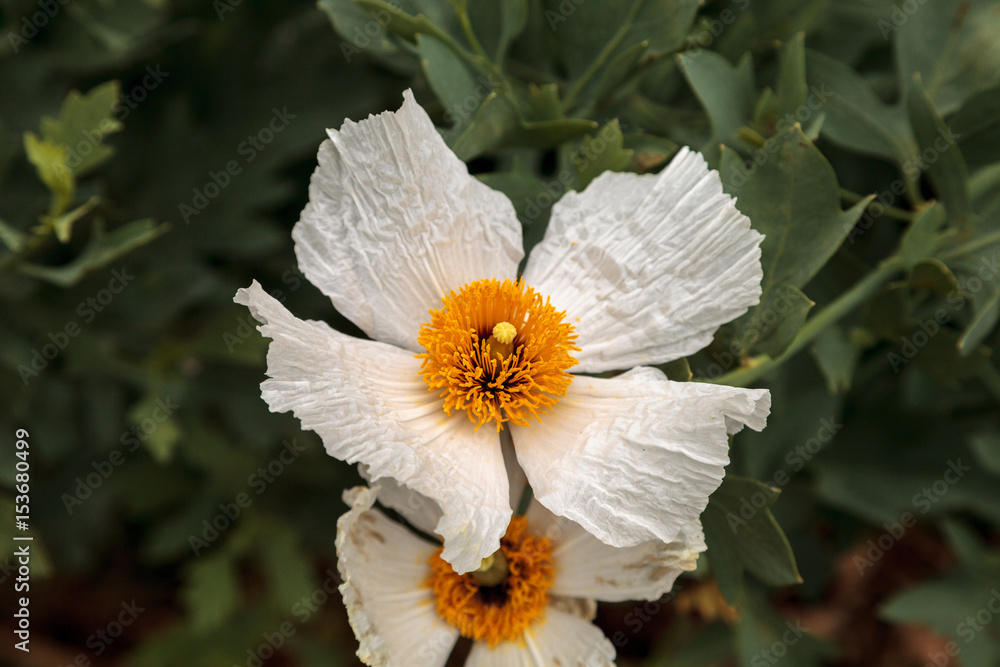 Obraz premium White Matilija poppy, Romneya trichocalyx, flower