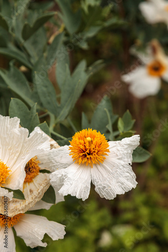 White Matilija poppy, Romneya trichocalyx, flower photo