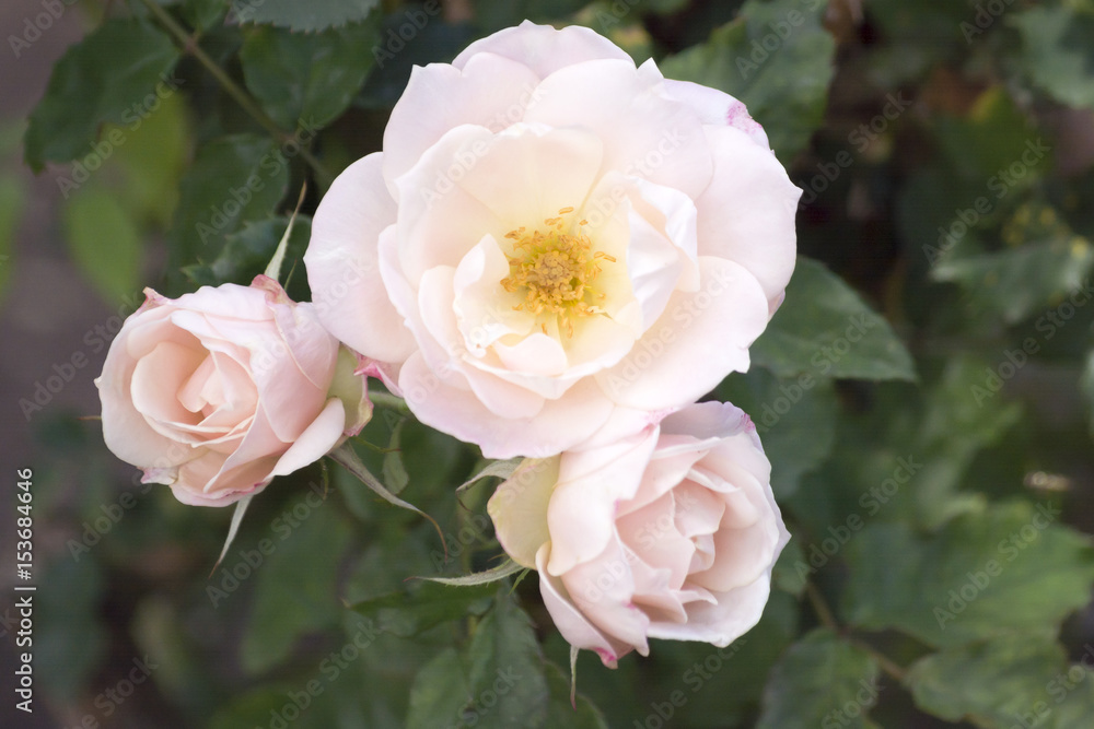 Roses at Balboa Park in San Diego, California Roses at Balboa Park in San Diego, California