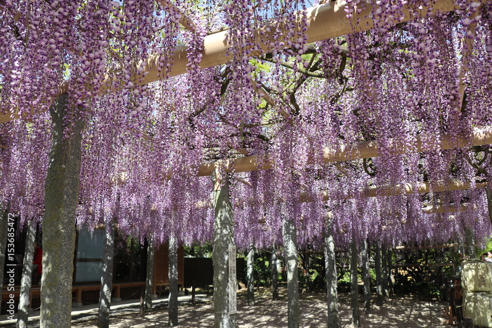武蔵寺の藤 福岡県筑紫野市 Stock Photo Adobe Stock