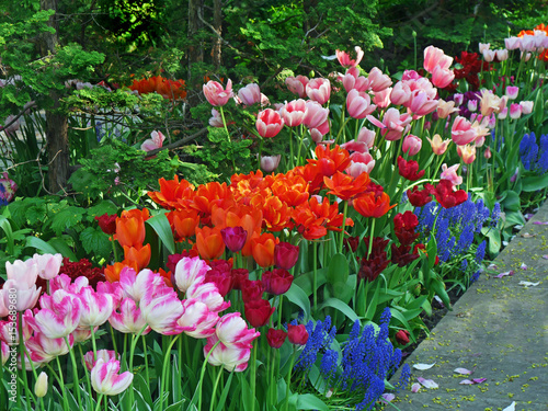 Fototapeta Naklejka Na Ścianę i Meble -  brilliantly colored tulip garden