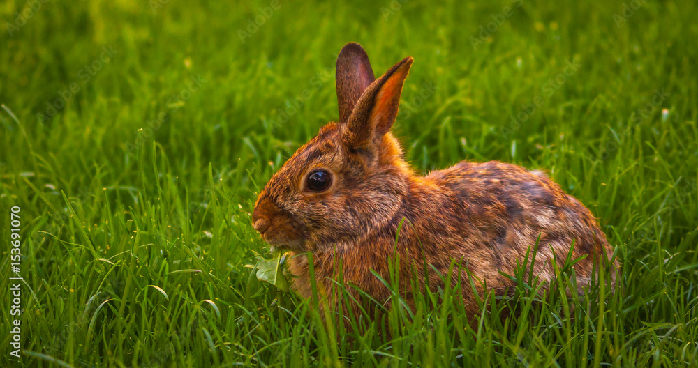 Fototapeta premium Rabbit relaxing in the grass