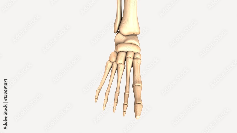 3d illustration human body feet bone