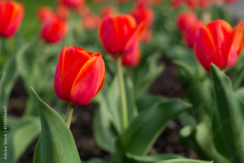 Fototapeta premium red tulip flower garden floral spring nature colors